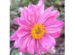 6 X Anemone Autunnale - Anemone Ibrido 'Pamina' | Vaso 9 Cm X 9 Cm