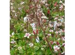 6 X Fiori Di Porcellana Bastardi - Saxifraga Urbium 'Variegata' | Vaso 9 Cm X 9 Cm