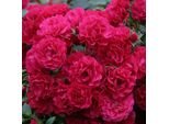 2 X Rosa - Kordes Rigo-Rose - Rosa 'GäRtnerfreude'®