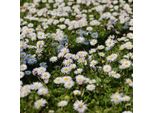 6 X Margherita - Bellis Perennis | Vaso 9Cm X 9Cm