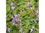 6 X Fiore Degli Elfi - Epimedium Grandiflorum 'Lilafee' | Vaso 9 Cm X 9 Cm