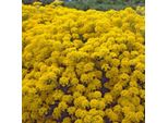 6 X Cerchi Di Pietra Falsen - Aurinia Saxatilis 'Compacta' | Vaso 9 Cm X 9 Cm