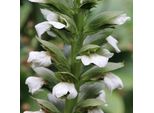 6 X Acanthus Mol. - Acanthus Mollis 'Rue Ledan' | Topf 9Cm X 9Cm