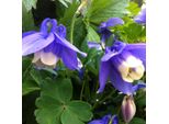 6 X Aquilegia Miniatura - Aquilegia Flabellata 'Ministar' | Vaso 9 Cm X 9 Cm