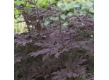 6 X Actaea Simpl. - Actaea Simplex 'Black Beauty' | Vaso 9 Cm X 9 Cm