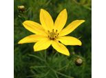 6 X Occhio Di Ragazza A Forma Di Corona - Coreopsis Verticillata | Vaso 9Cm X 9Cm
