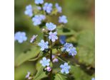 6 X Nontiscordardime Siberiano - Brunnera Sibirica | Vaso 9Cm X 9Cm