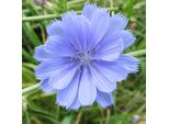 6 X Cicoria Comune - Cichorium Intybus | Vaso 9Cm X 9Cm