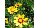 6 X Occhio Di Bambina - Coreopsis Lanceolata 'Baby Gold' | Vaso 9 Cm X 9 Cm