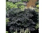 6 X Actaea Simpl. - Actaea Simplex 'Hillside Black Beauty' | Vaso 9 Cm X 9 Cm