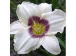 6 X Hemerocallis - Hemerocallis 'Pandora's Box' | Vaso 9 Cm X 9 Cm