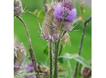 6 X Cardo Selvatico, Pianta Da Cisterna - Dipsacus Fullonum | Vaso 9Cm X 9Cm