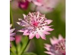 6 X Astrantia - Astrantia Major 'Roma' | Vaso 9 Cm X 9 Cm