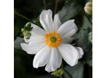 6 X Anemone Hybr. - Anemone Hybrida 'Snow Angel' | Vaso 9 Cm X 9 Cm