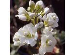 6 X Arabis Caucasica 'Plena' | Vaso 9 Cm X 9 Cm