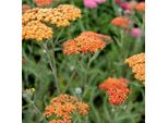 6 X Achillea - Achillea 'Terra Cotta' | Vaso 9 Cm X 9 Cm