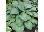 6 X Funkie Da Giardino - Hosta 'Blue Umbrellas' | Vaso 9 Cm X 9 Cm
