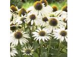 6 X Echinacea Purpurea 'Avalanche' - Echinacea Purpurea 'Avalanche' | Vaso 9 Cm X 9 Cm