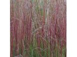 6 X Festuca Blu - Festuca Amethystina | Vaso 9Cm X 9Cm