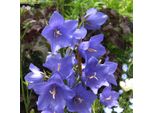 6 Campanule A Foglia Piatta - Campanula Persicifolia 'Telham Beauty' | Vaso 9 Cm X 9 Cm