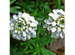 6 X Fiore A Nastro Sempreverde - Iberis Sempervirens | Vaso 9Cm X 9Cm