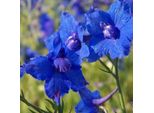 6 X Delphinium Nano - Delphinium Grandiflorum 'Blauer Zwerg' | Vaso 9 Cm X 9 Cm