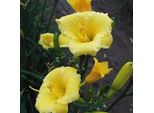 6 X Daylily - Hemerocallis 'Mini Stella' | Vaso 9 Cm X 9 Cm