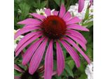 6 X Cappello Da Sole Finto - Echinacea Purpurea 'Rubinstern' | Vaso 9 Cm X 9 Cm