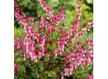 6 X Hohe Herzblume - Dicentra Spectabilis | Topf 9Cm X 9Cm