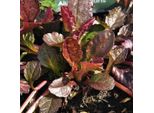 6 X Bugola Rampicante - Ajuga Reptans 'Atropurpurea' | Vaso 9 Cm X 9 Cm