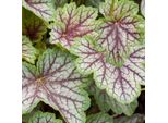 6 Campanule Viola - Heuchera 'Green Spice' | Vaso 9 Cm X 9 Cm