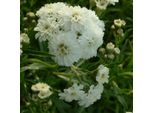 6 X Bertrams Garbe - Achillea Ptarmica 'The Pearl' | Vaso 9 Cm X 9 Cm