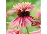 6 X Echinacea Purpurea 'Doubledecker' | Vaso 9 Cm X 9 Cm