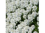 6 X Iberis Sempreverde - Iberis Sempervirens 'Schneeflocke' | Vaso 9 Cm X 9 Cm
