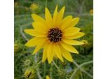 6 X Girasole A Foglie Di Salice - Helianthus Salicifolius | Vaso 9Cm X 9Cm