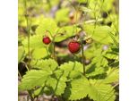 6 X Fragola - Fragaria Vesca | Vaso 9Cm X 9Cm