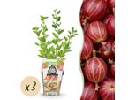 Greenboutiq - Piante Da Frutto - Uva Spina - Ribes Uva-Crispa Hinnonmaki Rod - Svernante - 3 Piante - Vaso 9 Cm - Bacche Rosse