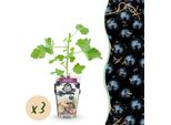Greenboutiq - Piante Da Frutto - Jostabes - Ribes Jostabes - Resistente All'inverno - 3 Piante - Vaso 9 Cm - Ribes Nero