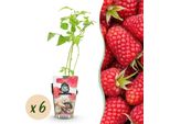 Greenboutiq - Piante Da Frutto - Lampone - Rubus Idaeus Heritage - Resistente - 6 Piante - Vaso 9 Cm - Lampone Rosso