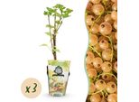 Greenboutiq - Piante Da Frutto - Witte Bes - Ribes Rubrum Witte Hollander - Resistente All'inverno - 3 Piante - Vaso 9 Cm - Witte Bes