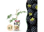 Greenboutiq - Piante Da Frutto - Mirtillo Nero Sempreverde - Rubus Thornless Evergreen - Resistente Al Gelo - 3 Piante - Vaso 9 Cm - Mirtillo Nero
