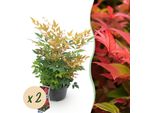 Greenboutiq - Pianta Da Giardino - Nandina Gulfstream - Arancione - 2 Piante - Sempreverde - Facile Da Curare - Vaso 17Cm Altezza 45Cm