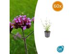 Verbena Alta Verbena Bonariensis 'Lollipop' - ↕10-25Cm - Ø9Cm - 60 Piante - Fiori Color Porpora - Compatta E Facile Da Curare - Amante Delle Api E Delle Farfalle