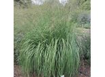 6 X Molinia Arundinacea 'Windspiel' | Vaso 9 Cm X 9 Cm