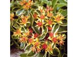 6 X Pinguicola Variegata - Sedum Kamtschaticum 'Variegatum' | Vaso 9 Cm X 9 Cm