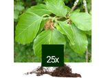 Faggio Europeo - Fagus Sylvatica | 10 X 125-150 Cm A Radice Nuda