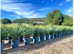 Sunny Tree - Yucca Rostrata Blue Blue - Palma - 100 Cm