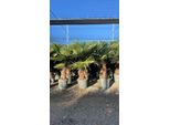 Trachycarpus Fortunei Palma A Ventaglio Cinese, 140-160 Cm, Altezza Tronco 40-50 Cm, Resistente Fino A -18°C, Vaso Ø 33 Cm