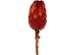 Protea Grandiceps Esotica Per La Fioritura Creativa A Secco, 25 Pezzi