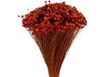 Elegante Bouquet Di Fiori Secchi Per Accenti Decorativi In Ambienti Di Vita E Di Festa